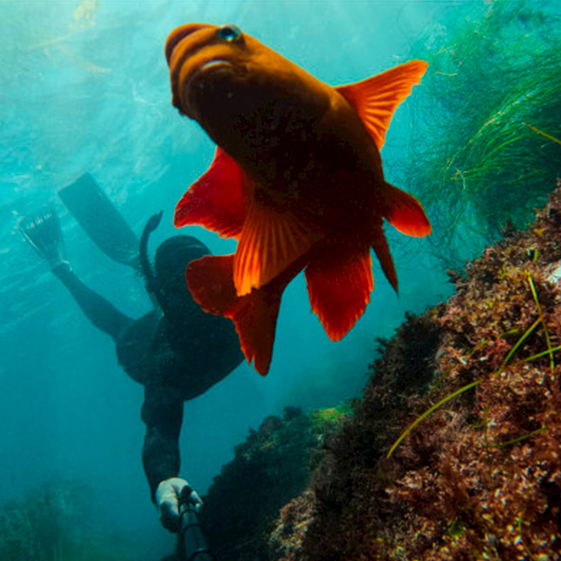 Монопод-тримач + водонепроникненний пульт керування (AGXTS-002)